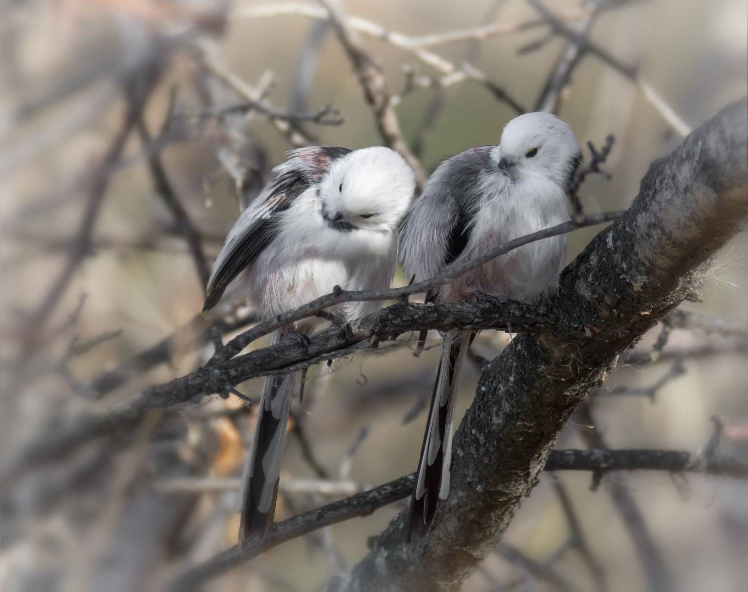 птица, ополовник, пара,, Марина Мочалова