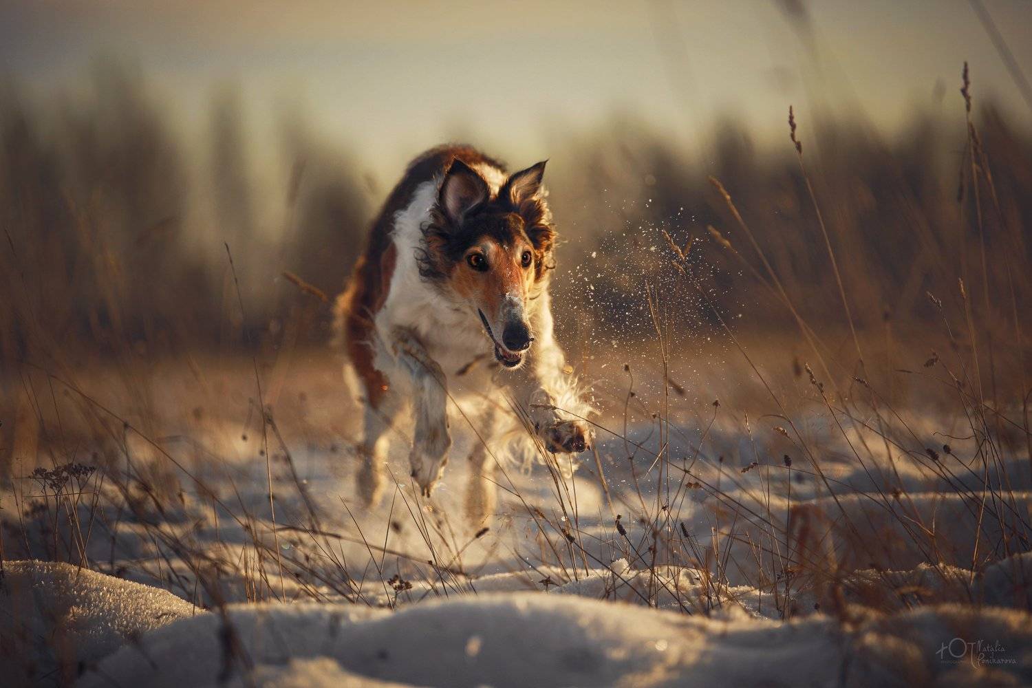 , Наталия Поникарова