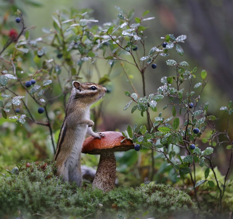 нерюнгри, бурундук, якутия, дикие_животные, грибы, подосиновик, лето, yakutia, chipmunk, mushroom Кто там? Выходи! Выходи, подлый трус! фото превью