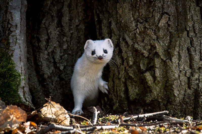 горностай ... фото превью