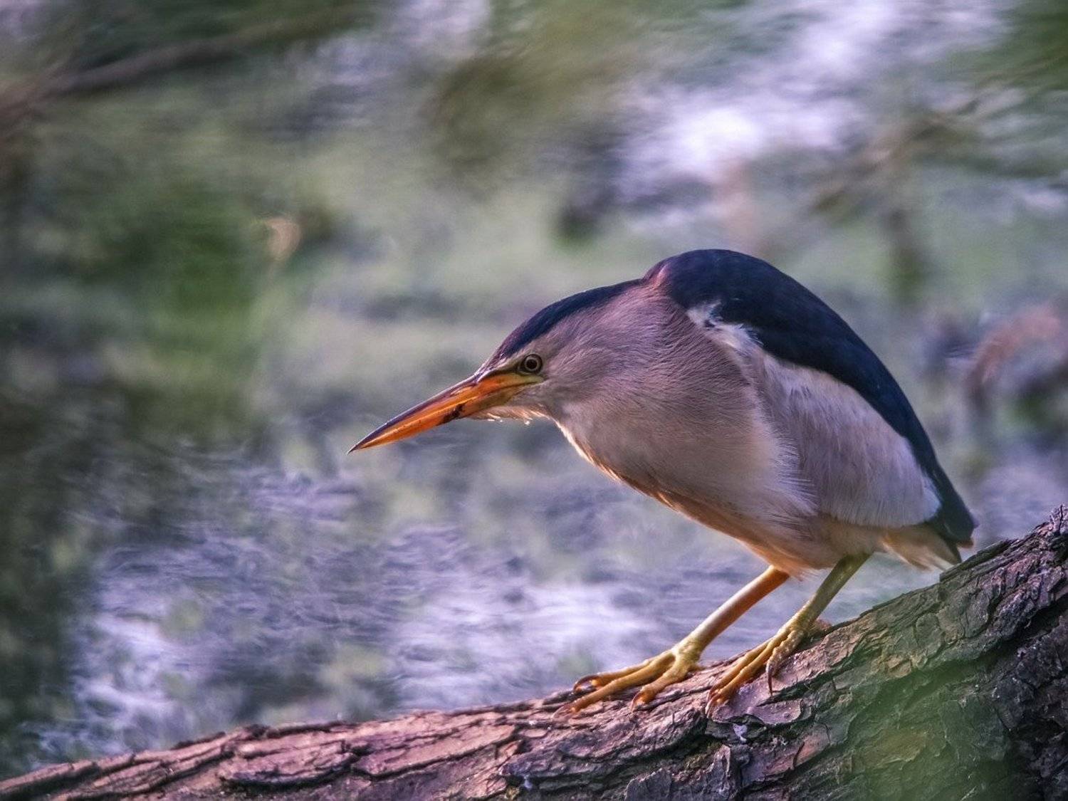 , Вячеслав Мищенко