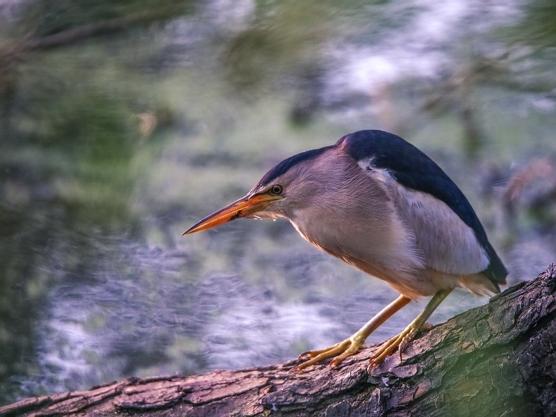 Выпь малая фото превью