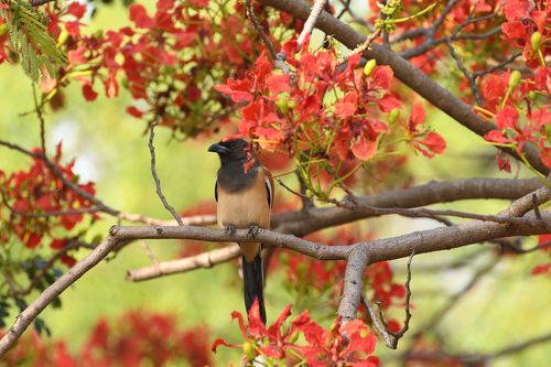 Rufous treepie