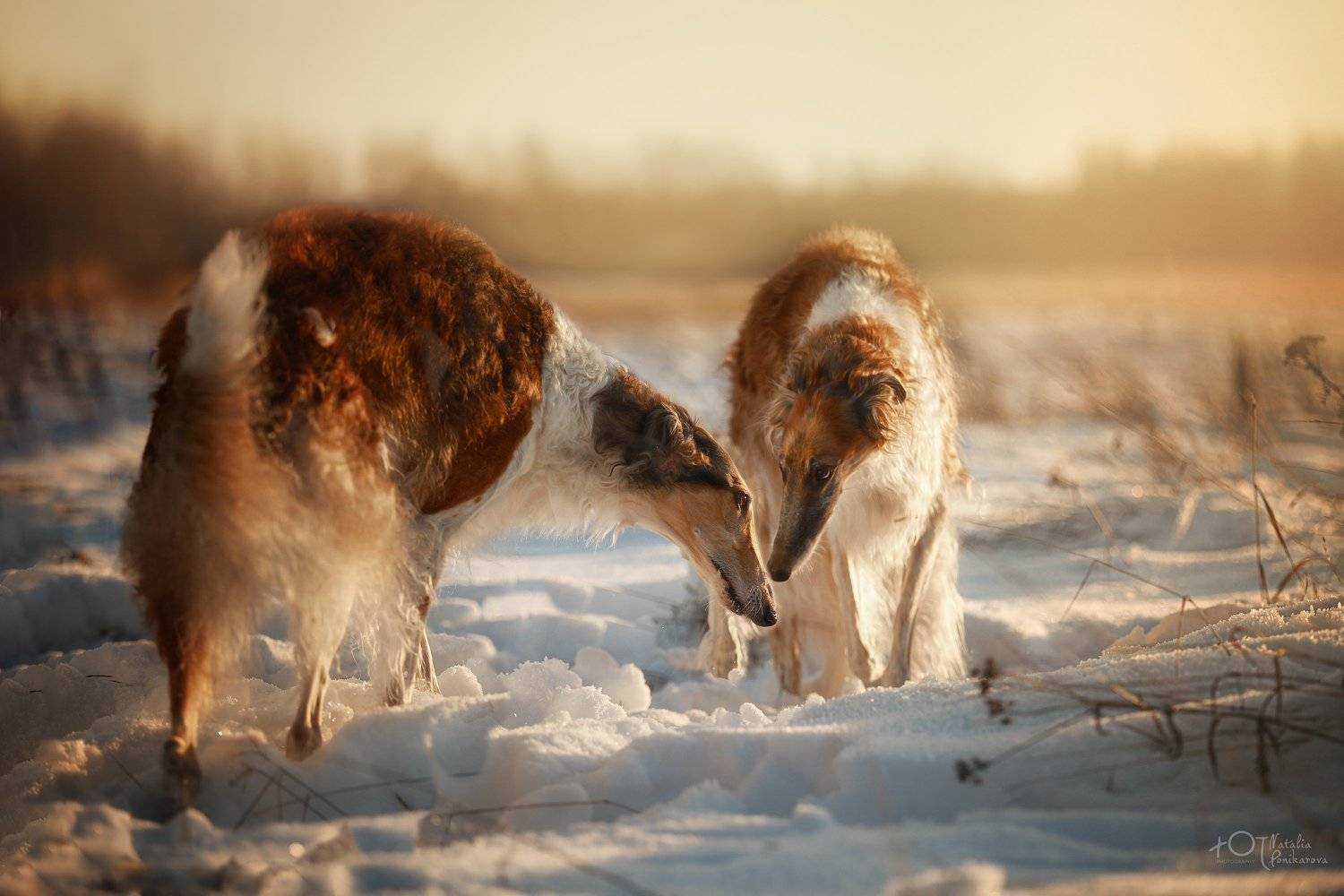 , Наталия Поникарова