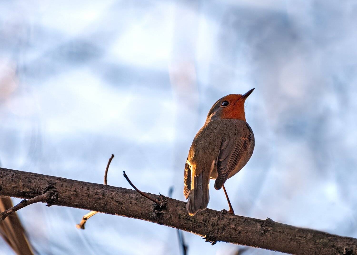 малиновка, Алексей Рыльский
