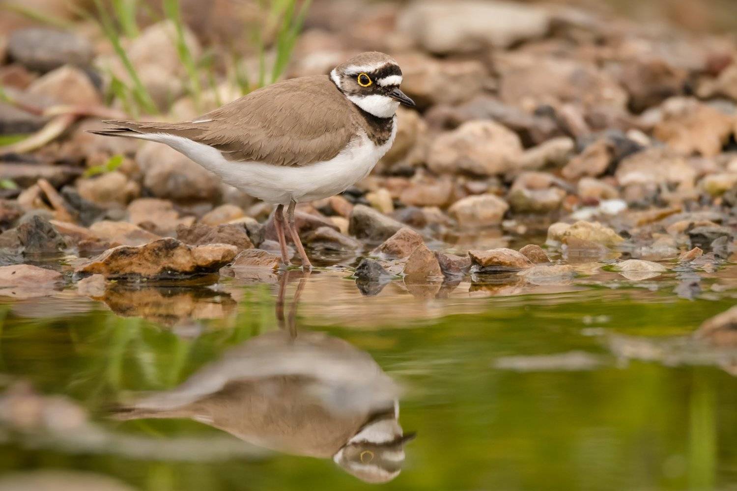 камушки,отражение,малый зуёк,малый галстучник, Charadrius dubius,кулик, вода, мель, Москва река, птицы Подмосковья, пролётные птицы, Ксения Соварцева