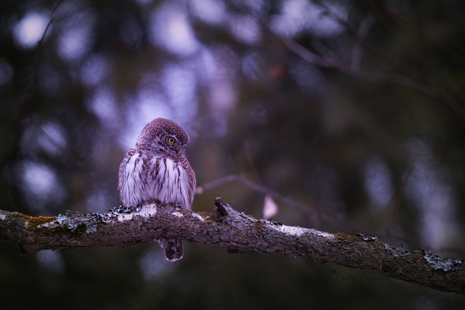 природа, лес, поля, огороды, животные, птицы, макро, Дмитрий Посевич