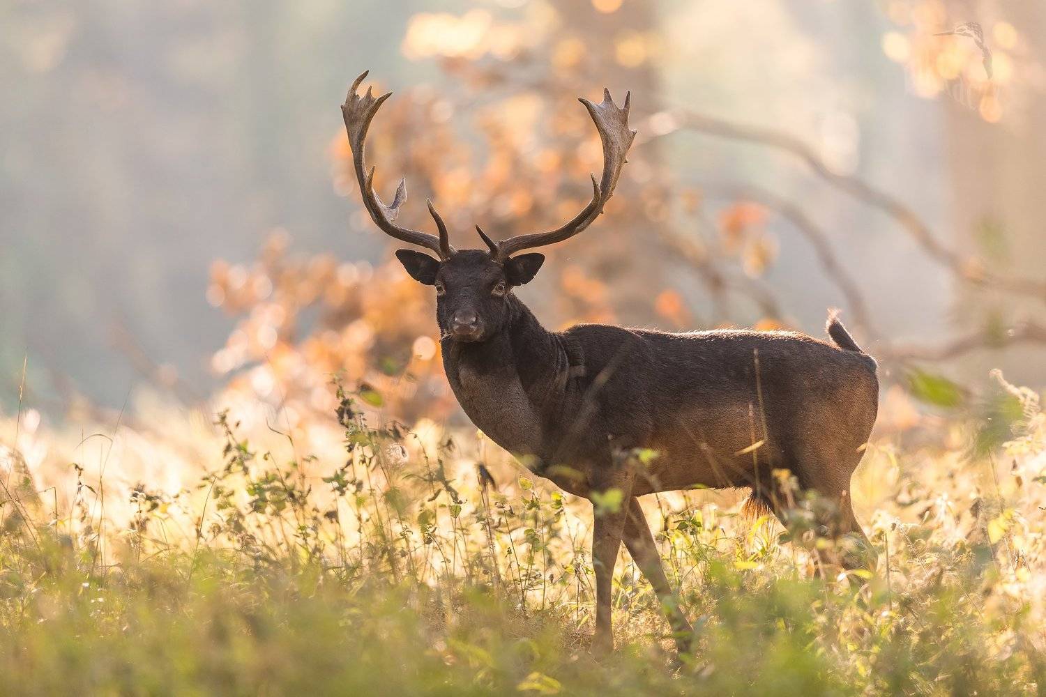 , Marcin Kaczmarkiewicz