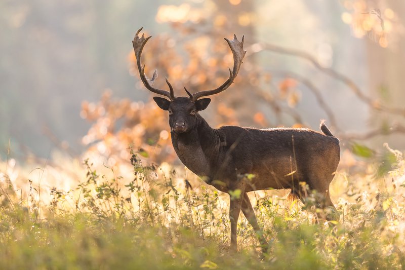Fallow deer фото превью
