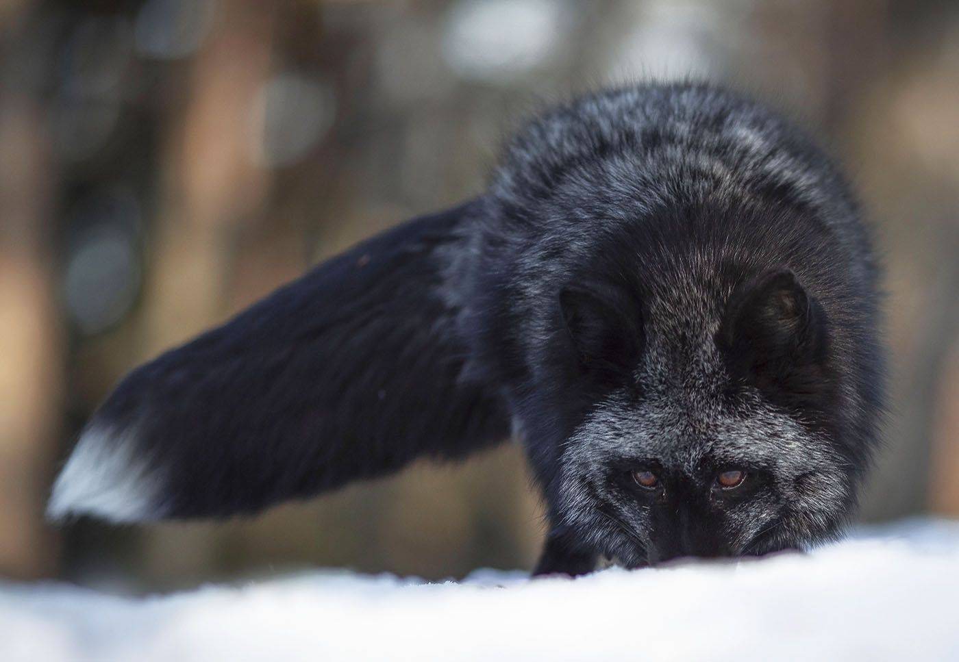 Лиса, чернобурая,красотка, взгляд,зима,охота, природа, foxy, beautiful, eyes, hunter, winter, nature, Юлия Стукалова