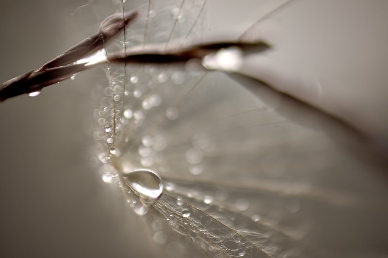 Слезинка фото превью