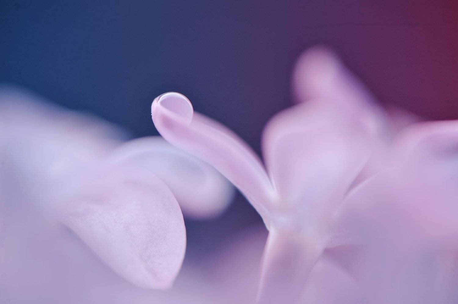 макро, цветы, Бычков Денис