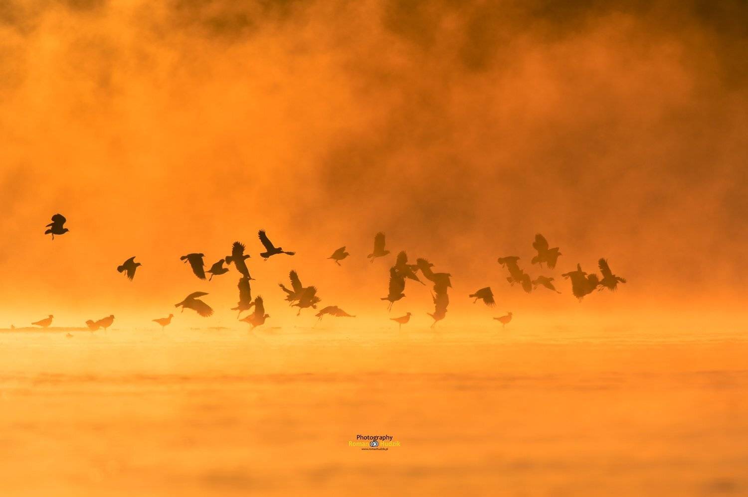 Lapwings, water, sunrise, fog, birds,, Roman Hudzik