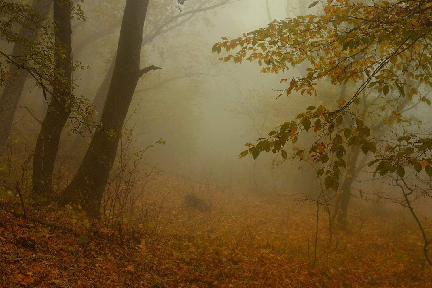 осень листва утро лес туман, Александр Жарников