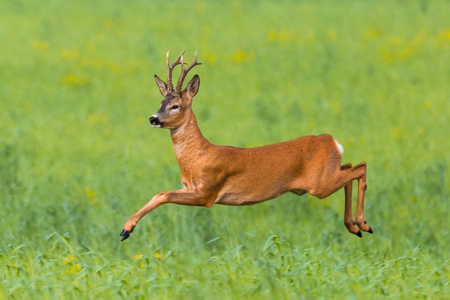 , Сергей Савви