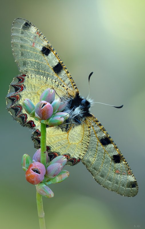 семейство парусников, archon apollinus Про парусники  картинка фото превью