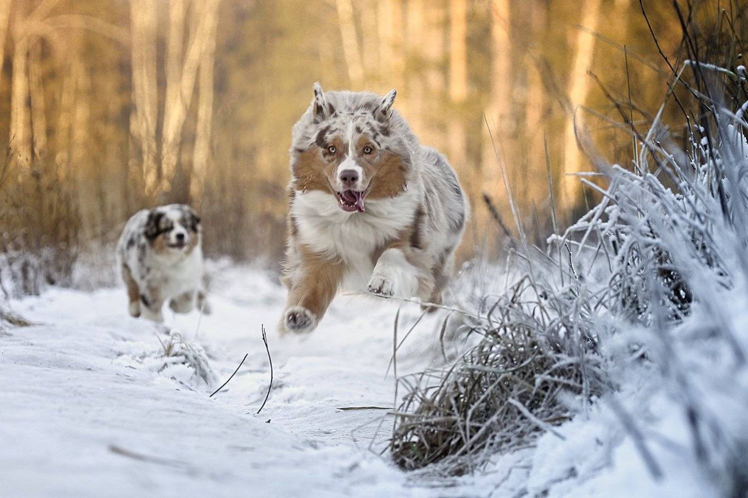 , Андрей Ершов