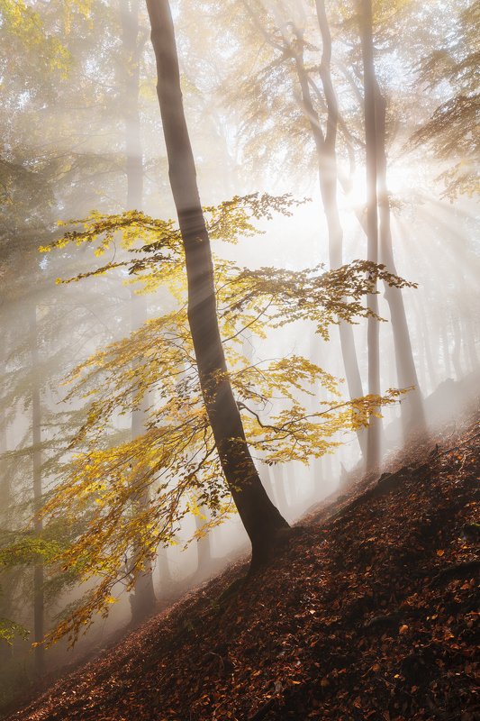 mist, fog, forest, sun, trees, autumn, fall, czech republic Here Comes the Sun фото превью