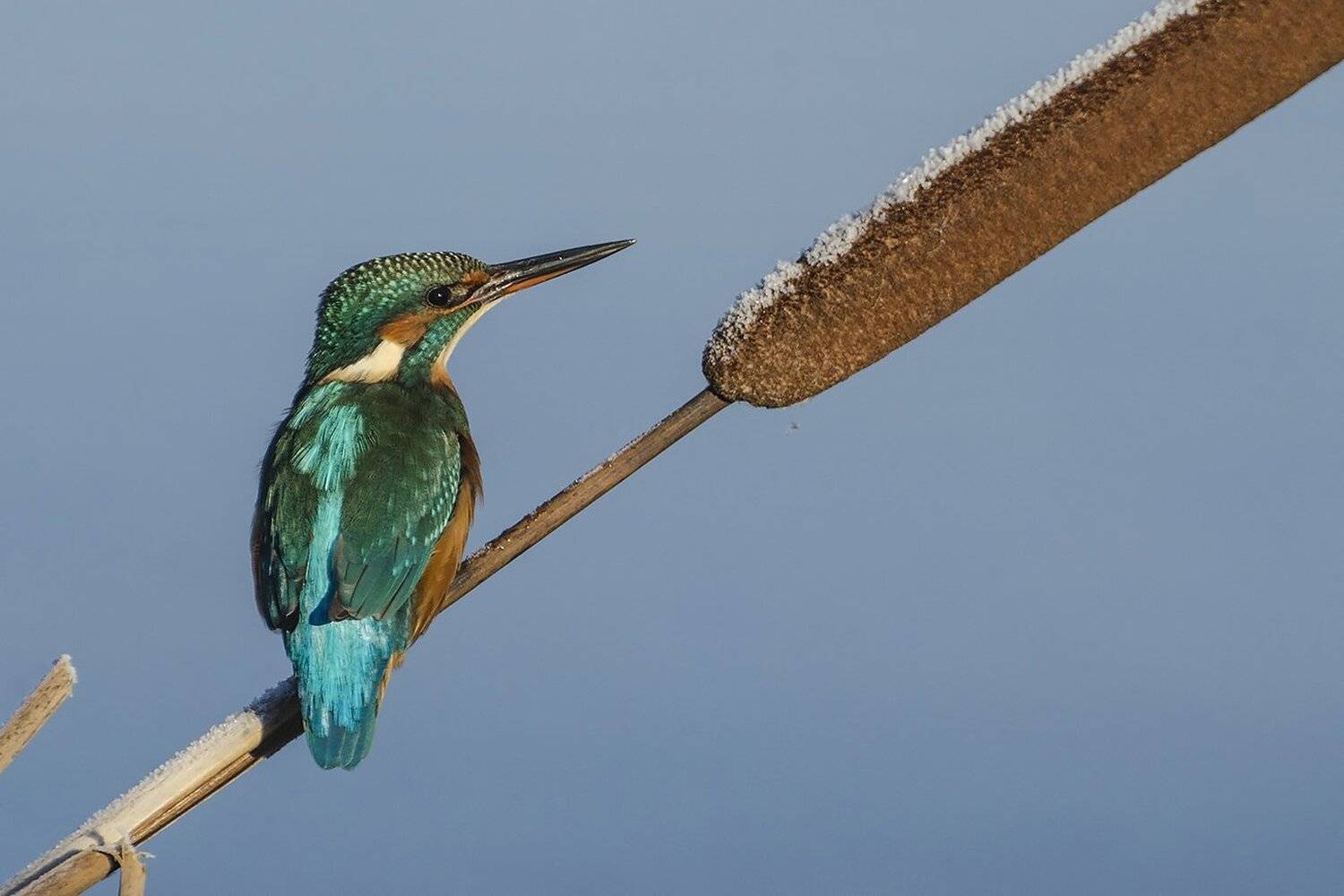 птица, зимородок, Михаил Агеев