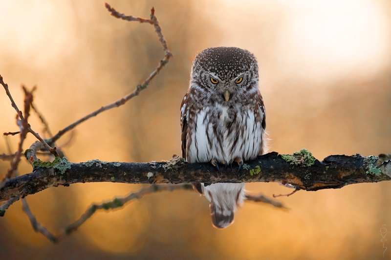воробьиный сыч что ты смотришь как сыч фото превью