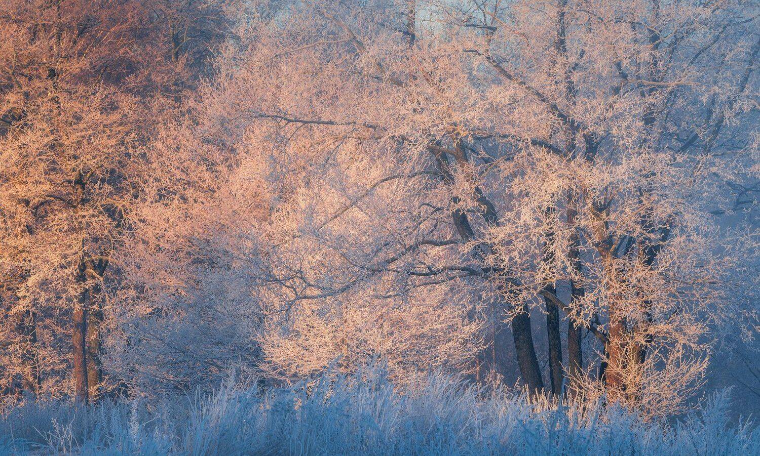 зима, пейзаж, утро, мороз, пехорка, Виталий Левыкин
