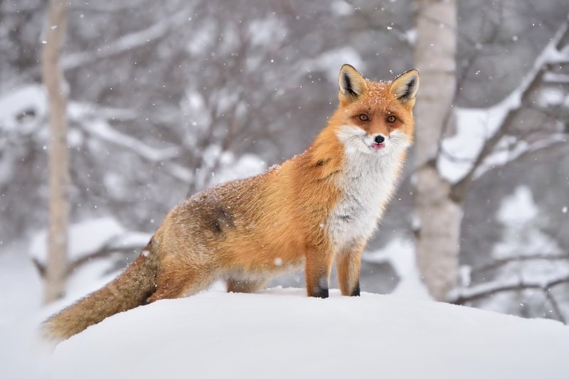 wildlife, nature, snow, fox, vulpes vulpes, Red fox фото превью