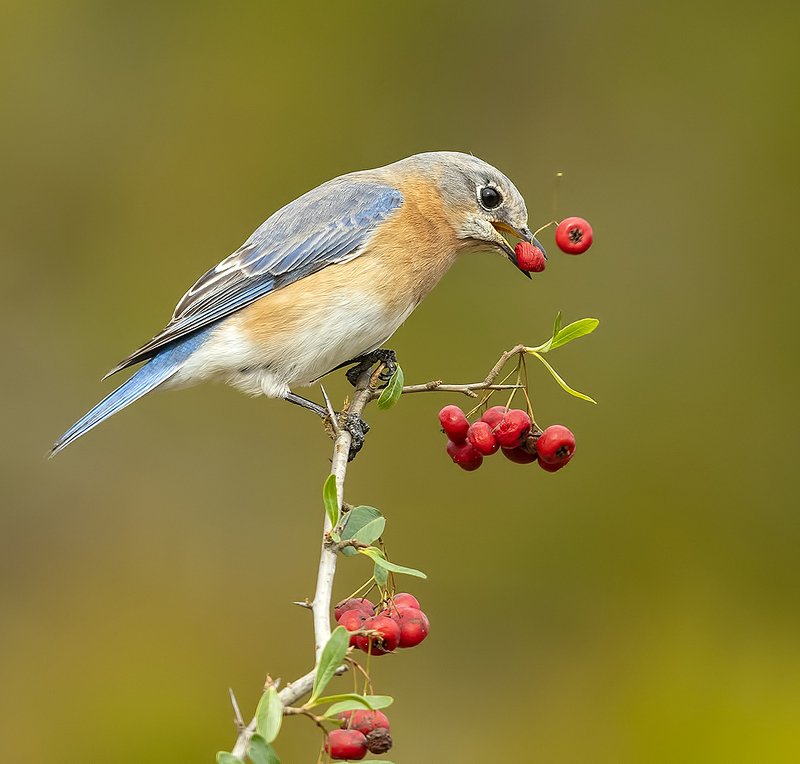восточная сиалия, eastern bluebird,bluebird Eastern Bluebird female -Восточная сиалия (самка) фото превью