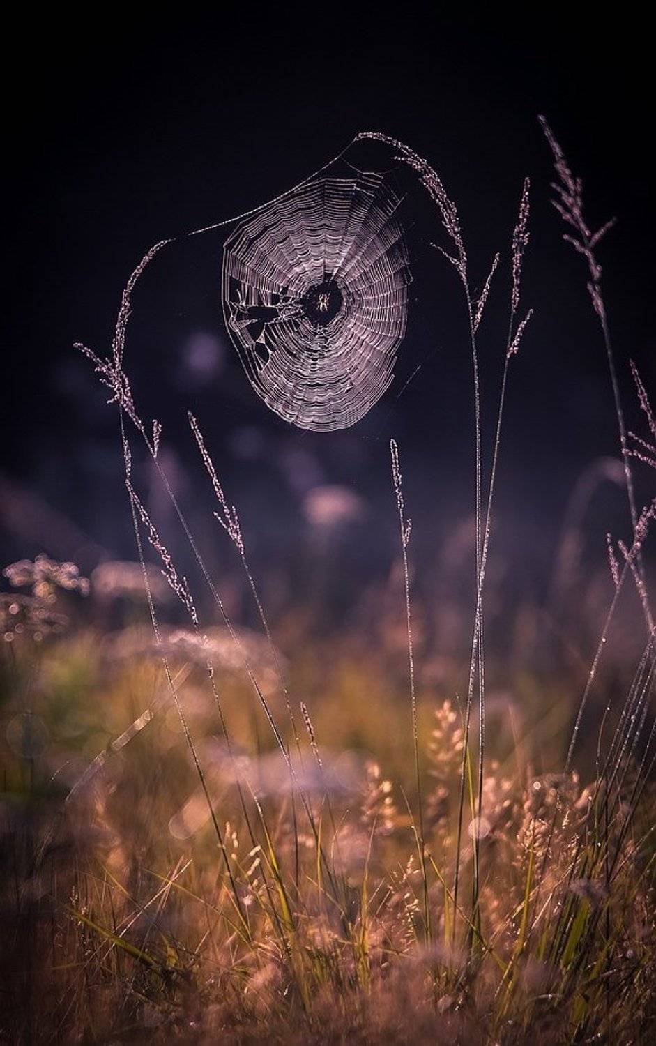 , Вячеслав Мищенко