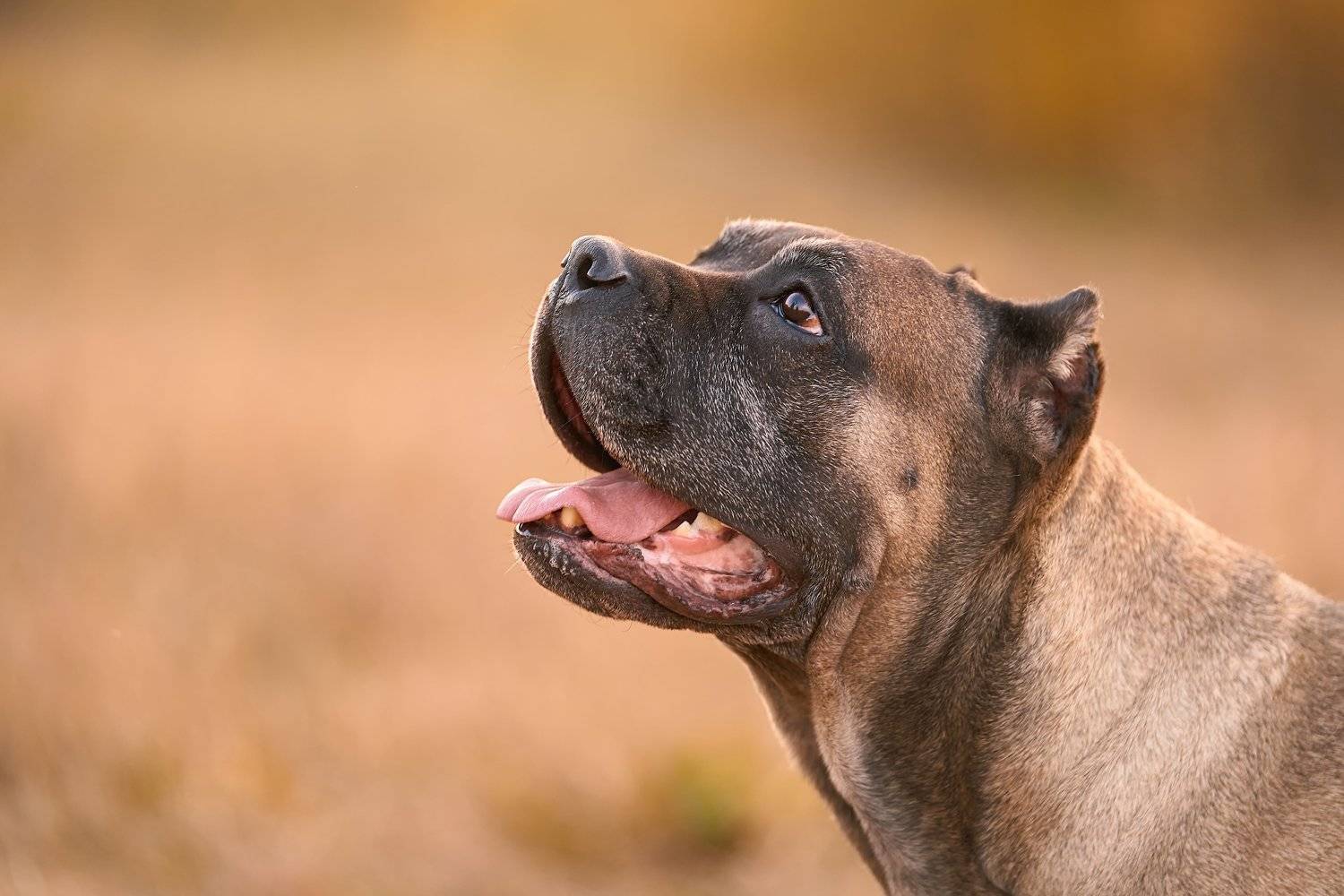 , Оксана Сироштан