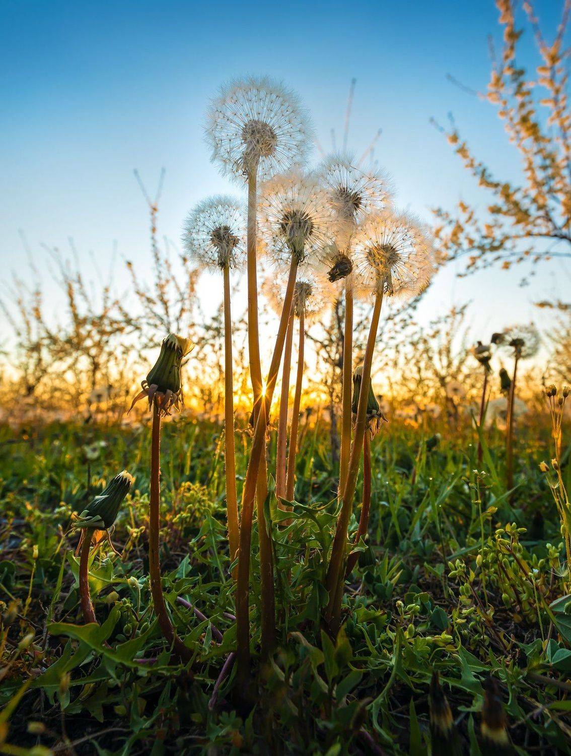 ставропольский край, ставрополье, природа, флора, одуванчик, одуванчики, пушистый, серебро, солнце, рассвет, трава, растение,, Лашков Фёдор