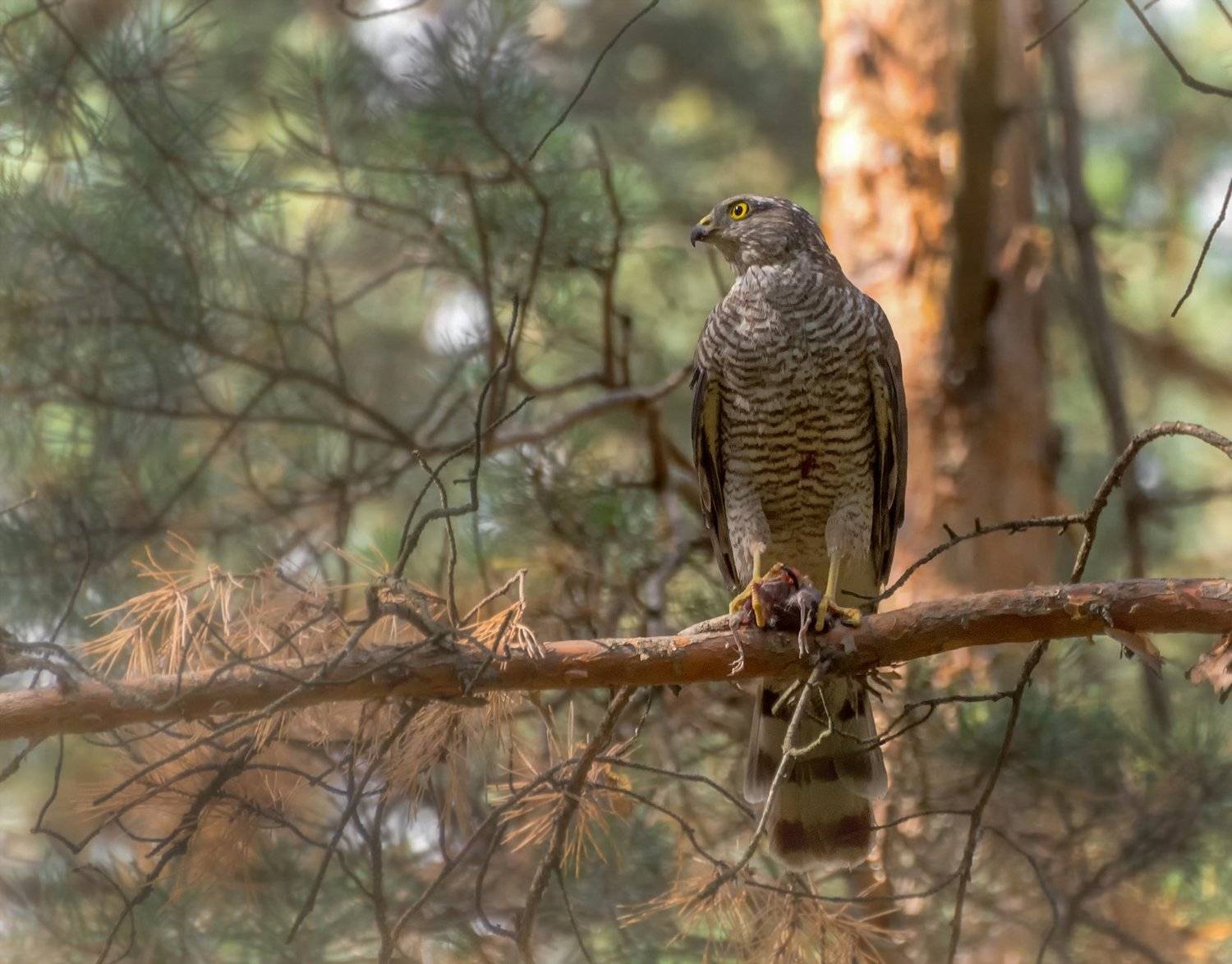 ястреб перепелятник, птица,, Марина Мочалова