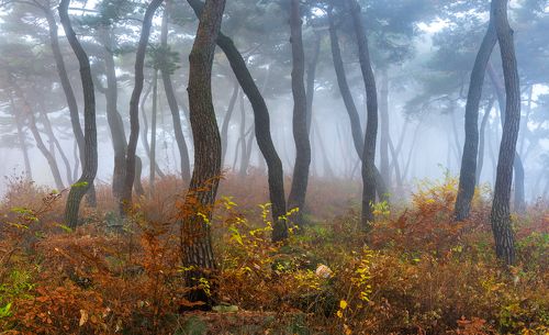 Peaceful autumn morning