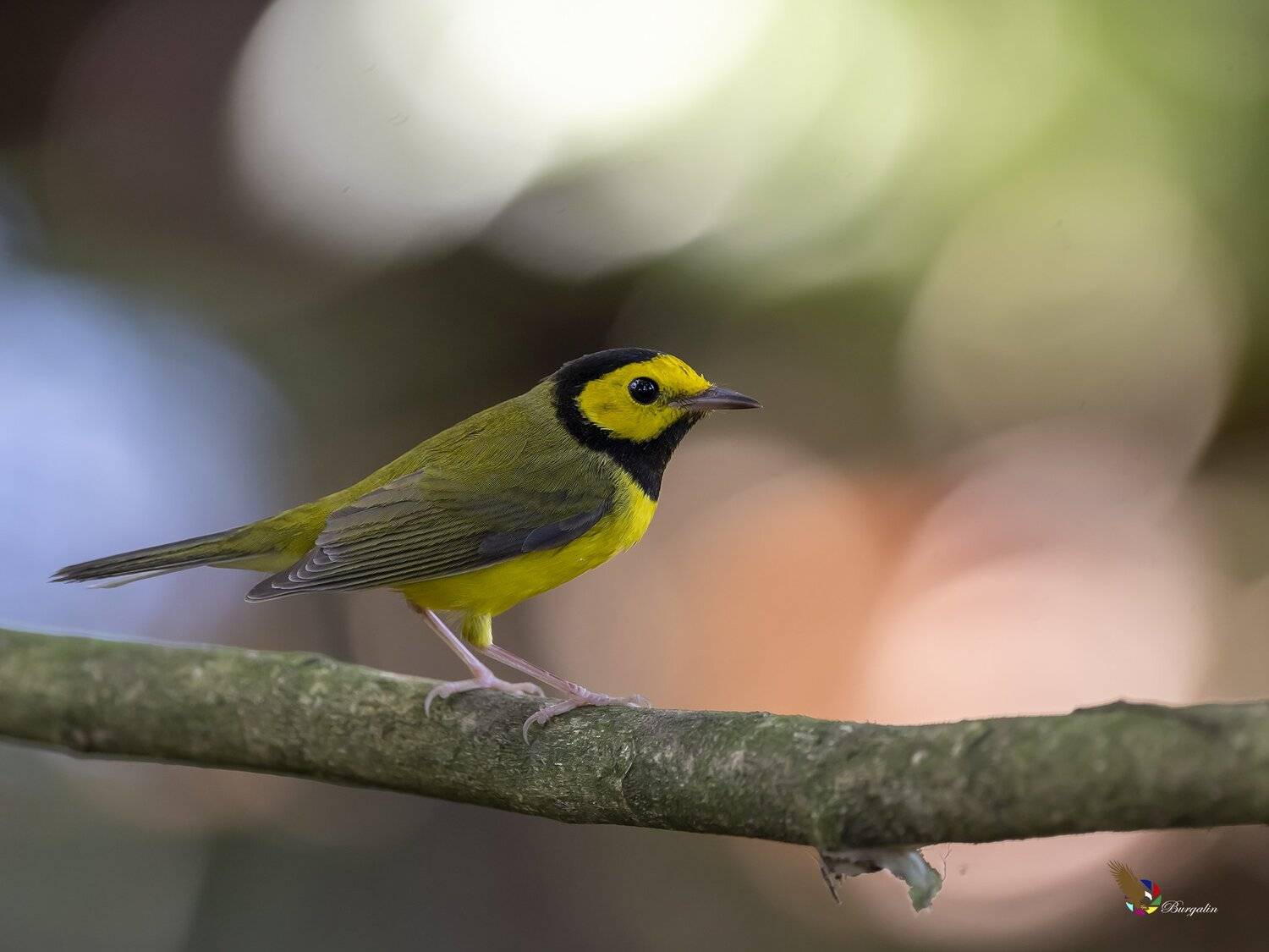 , Fernando Burgalin Sequeira