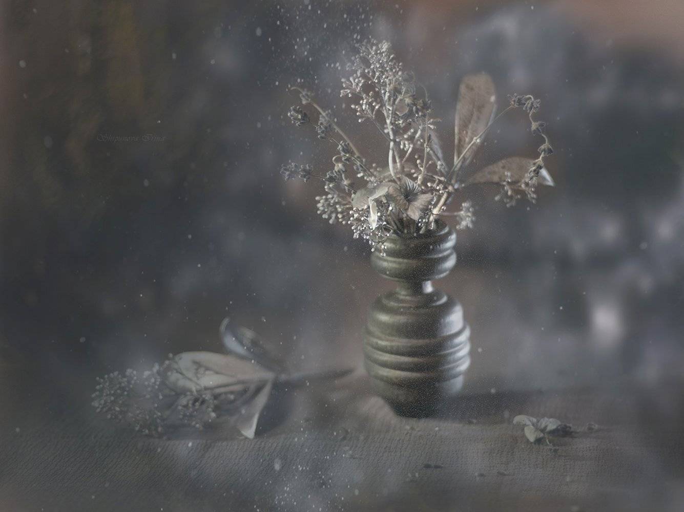 , Шипунова Ирина