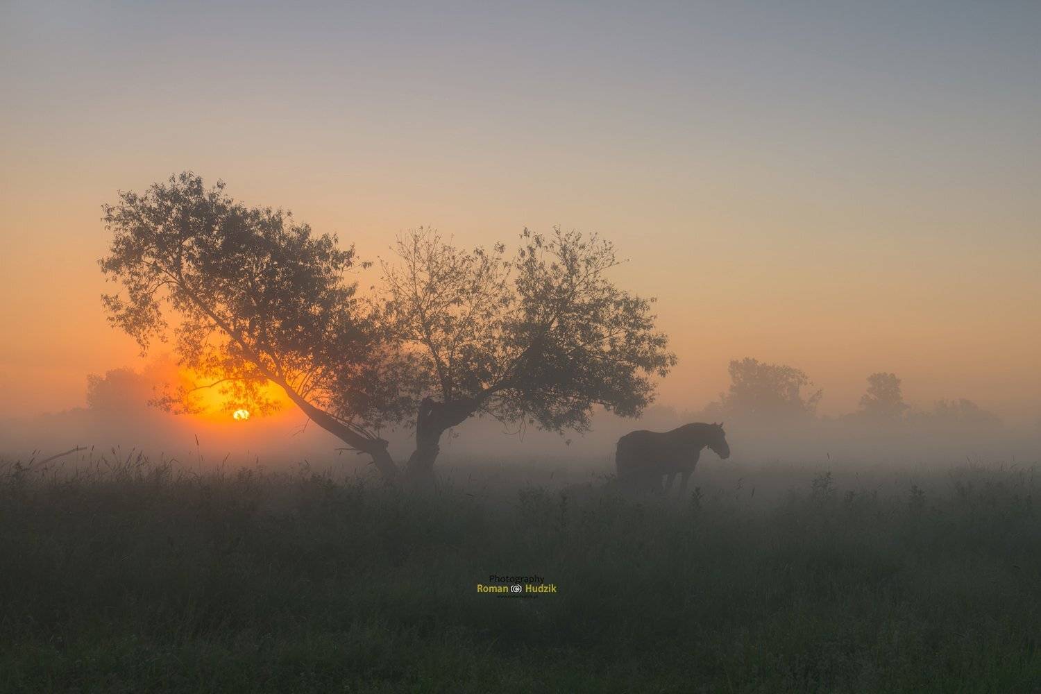 misty morning, sunrise, fog, horse, tree, Roman Hudzik