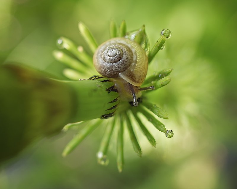 природа, улитка, хвощ Головокружение фото превью