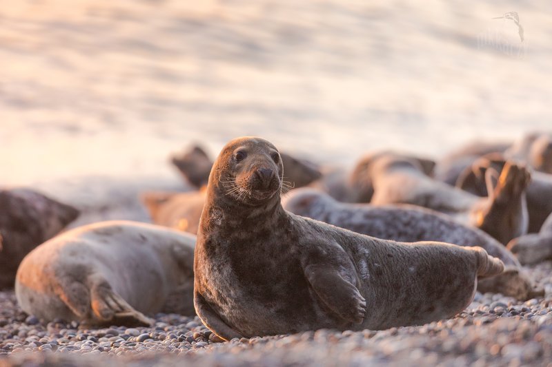 grey seal фото превью