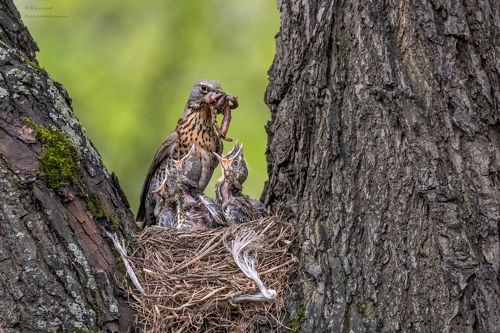 Забот полон рот