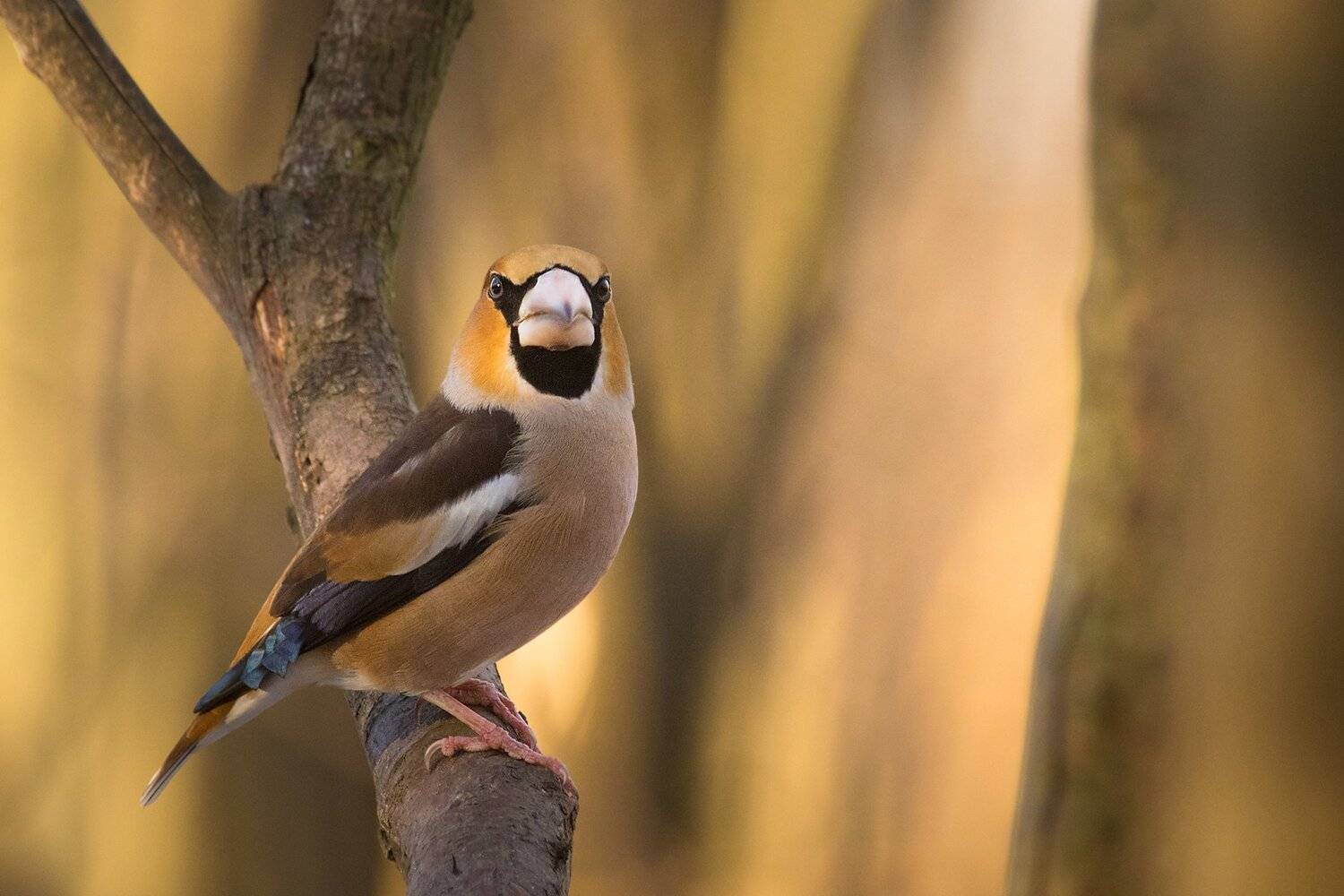 , Robert Adamec