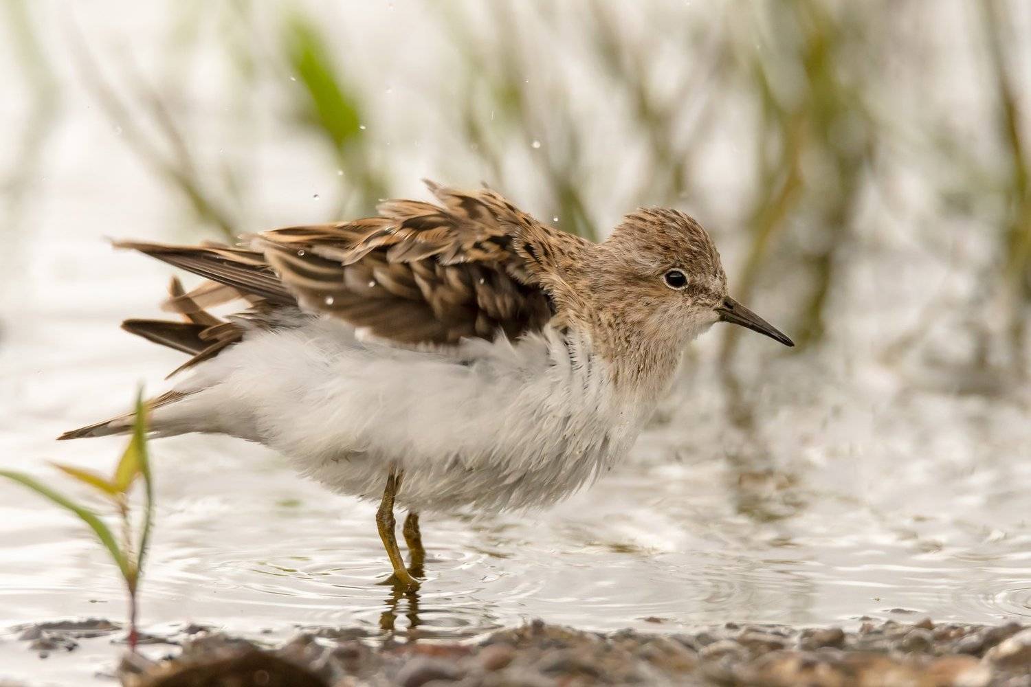белохвостый песочник,кулик, вода, мель, Москва река, птицы Подмосковья, пролётные птицы,Calidris temminckii, Ксения Соварцева