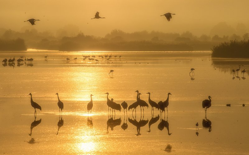 Golden Lake Hula фото превью