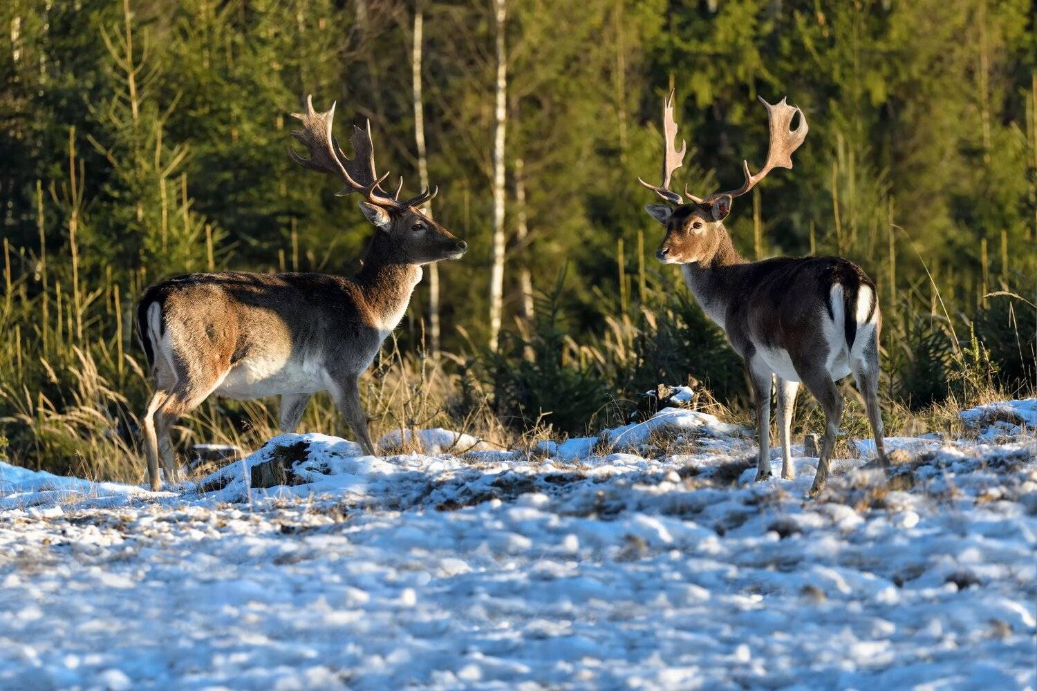 лес,животные,олени, Виталий Полуэктов