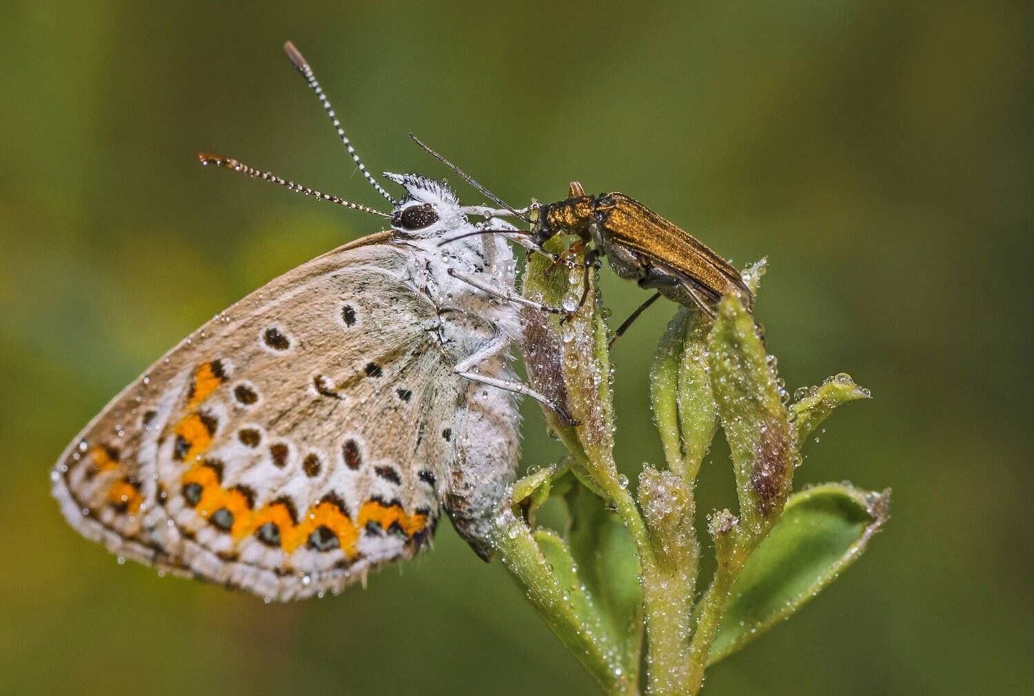 насекомые,бабочка,жук,капли,природа,лето,встреча, Владимир Володин