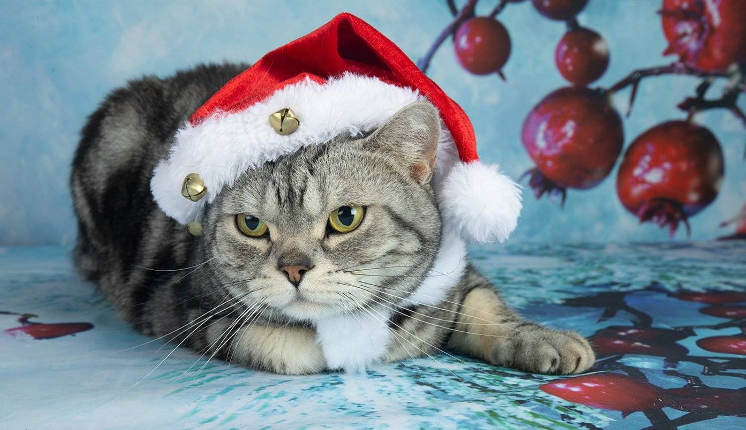 сat, кошка, животные, кошки,американский короткошерстный кот, american shorthair cat,  новый год, праздник, Elizabeth Etkind