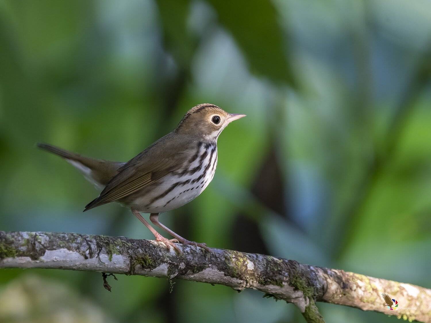 , Fernando Burgalin Sequeira