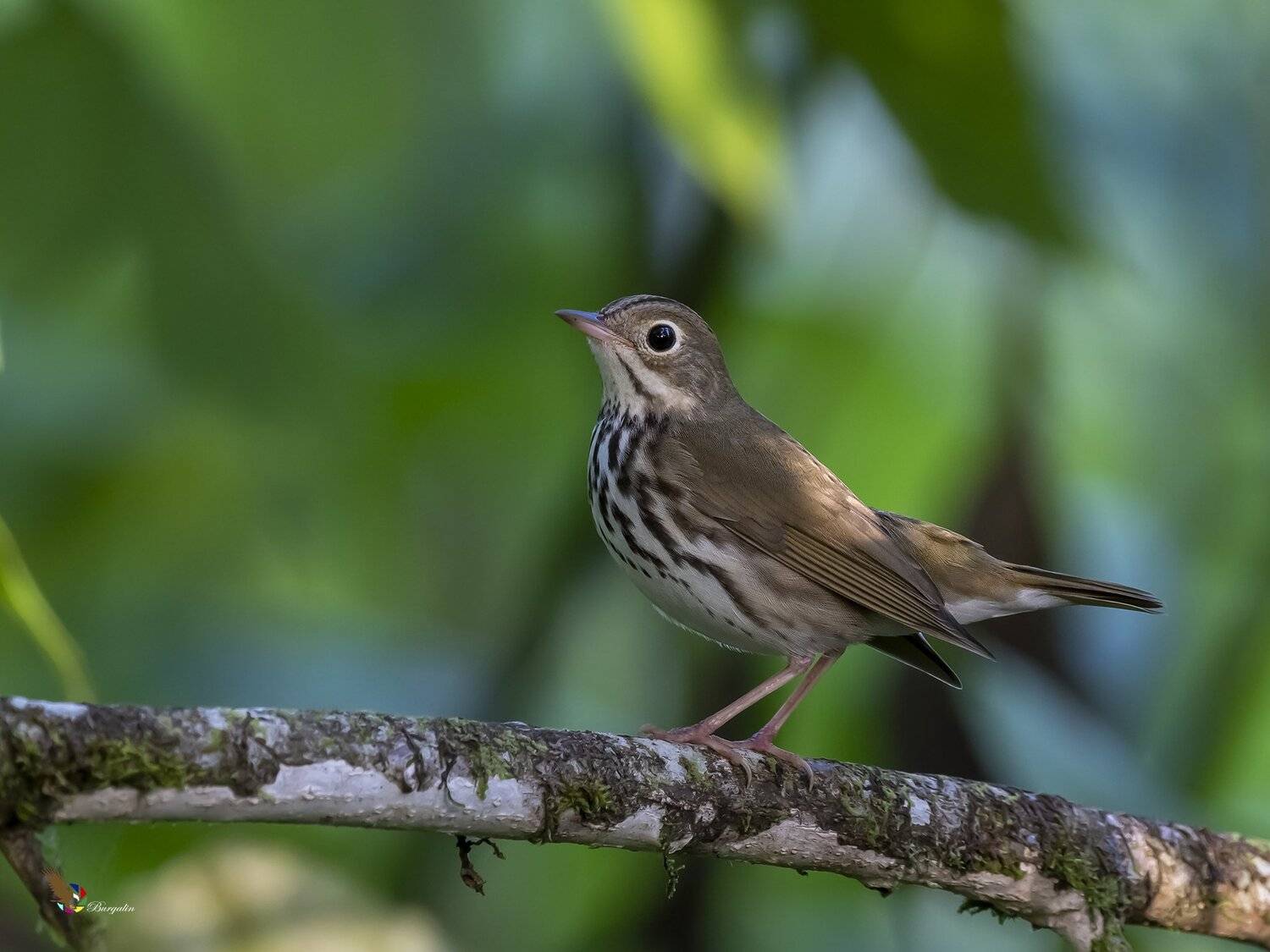 , Fernando Burgalin Sequeira