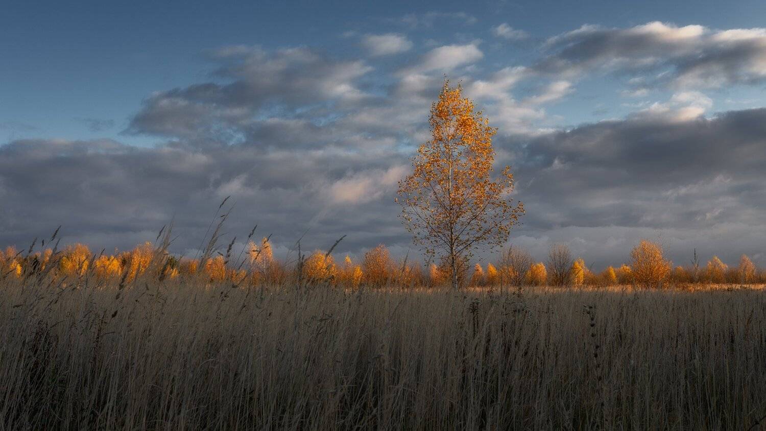 Золотая осень. Автор: Мартыненко Дмитрий золотая осень, природа, пейзаж, Московская область, Мартыненко Дмитрий