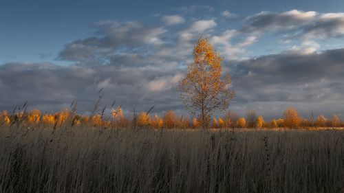 Золотая осень