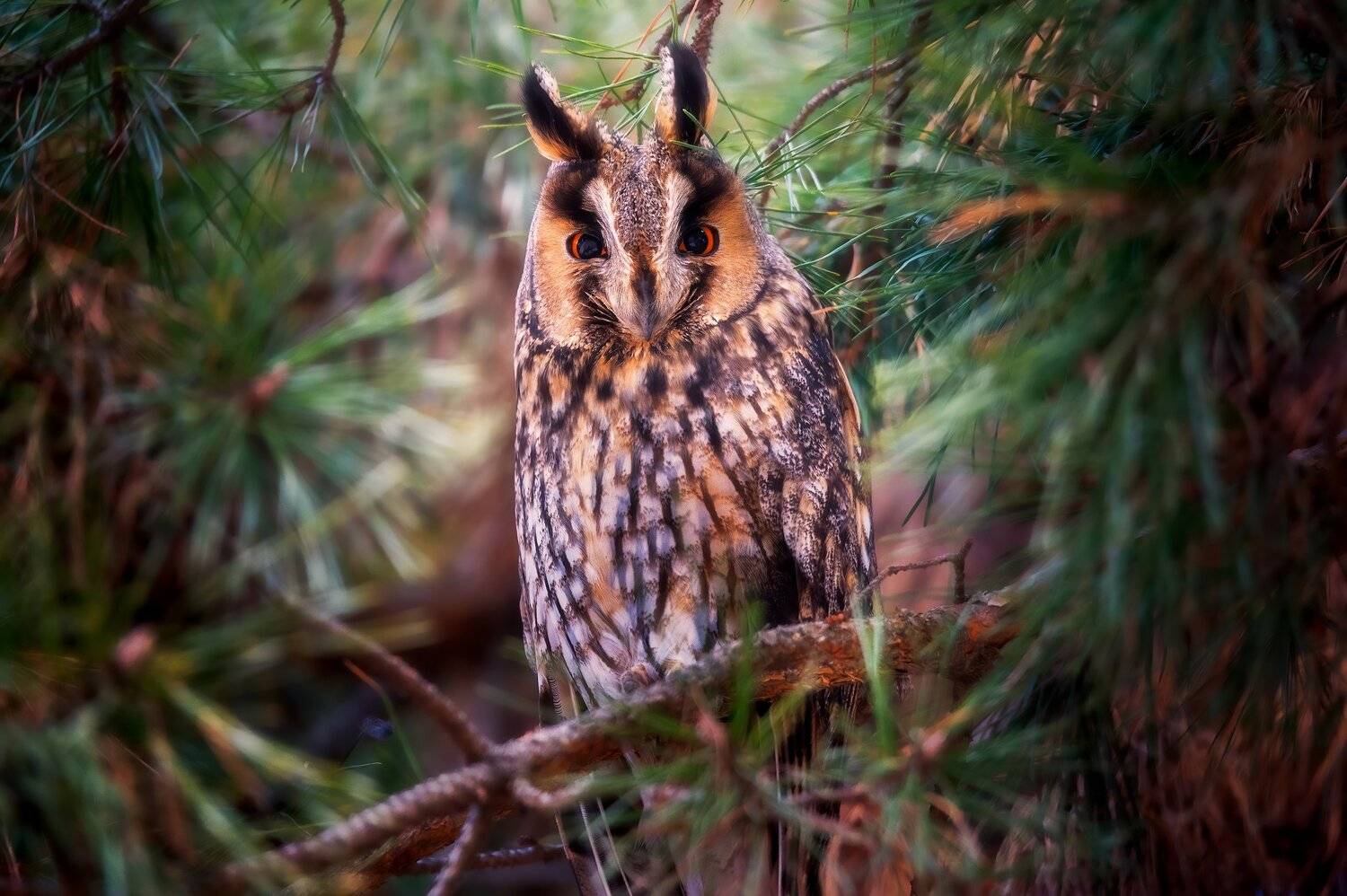 , Alexander Plekhanov