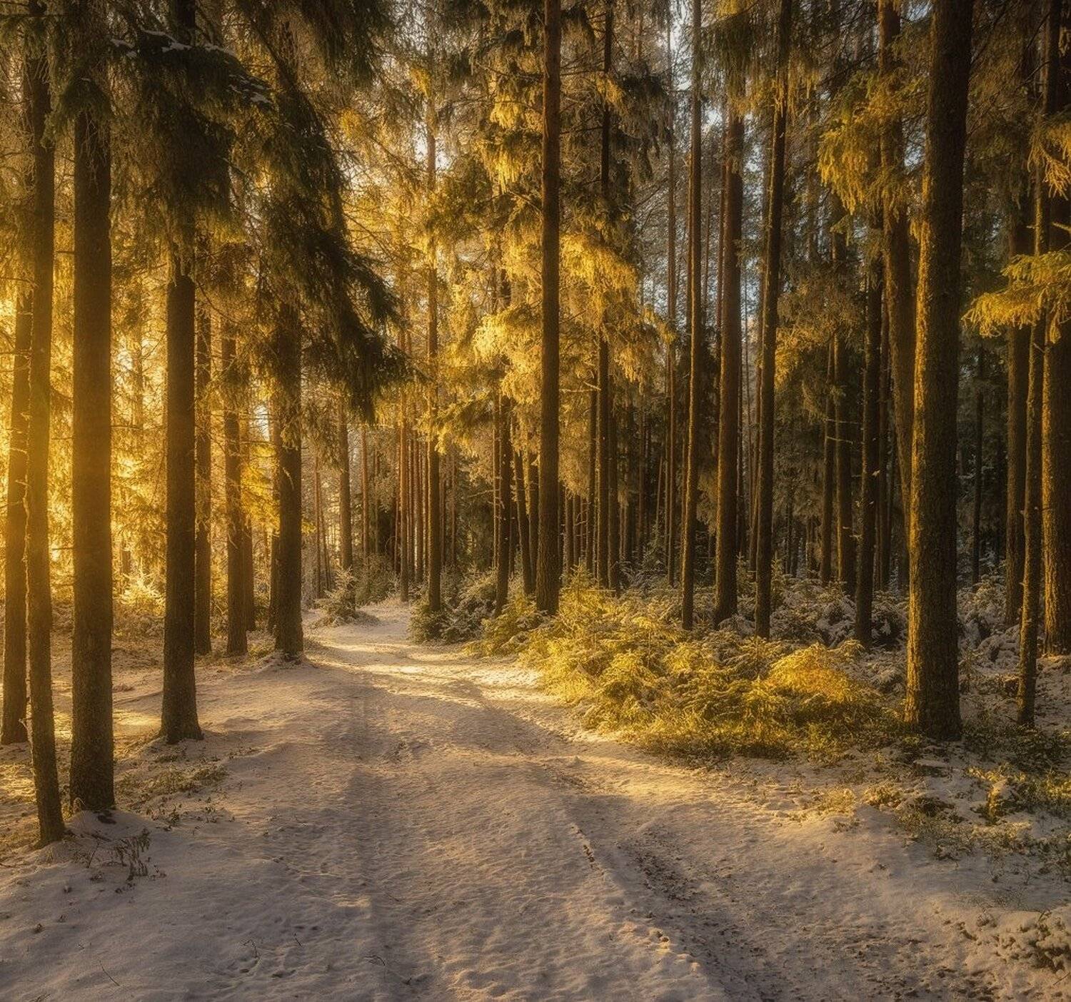 , Устюжанин Михаил